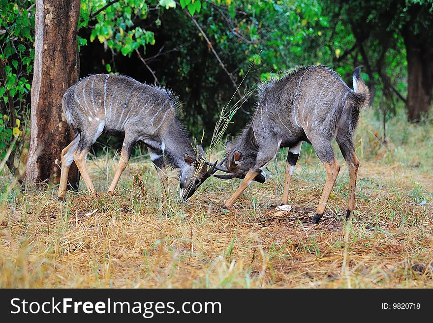 The Nyala (Tragelaphus angasii) is a South African antelope. It is a spiral-horned dense-forest antelope that is uncomfortable in open spaces and is most often seen at water holes (South Africa). The Nyala (Tragelaphus angasii) is a South African antelope. It is a spiral-horned dense-forest antelope that is uncomfortable in open spaces and is most often seen at water holes (South Africa).