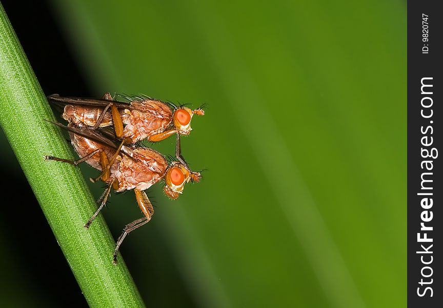 Sciomyzidae making love together in public