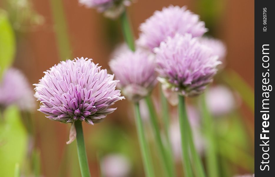 Clover flower