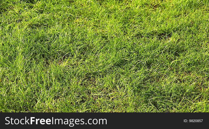 Grass background in horizontal orientation