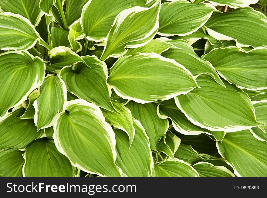 Green and white leaves background. Green and white leaves background