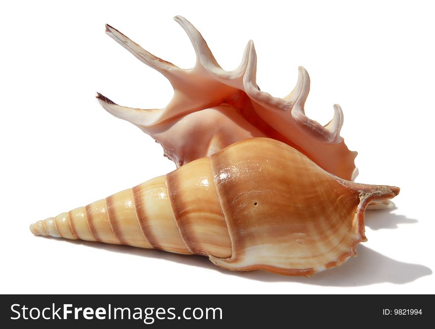 Two seashells on a white background