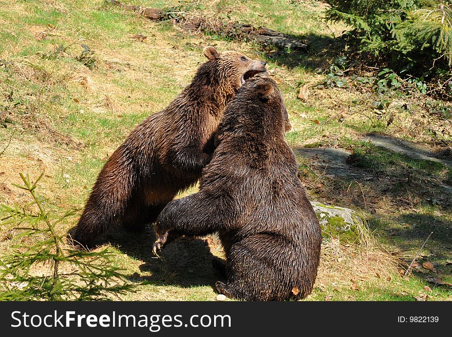 Brown Bears In Fight
