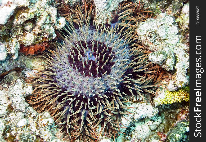 A giant and colored urchin in polynesian coral reef italian name: Riccio di mare scientific name: Echinometra mathaei english name: Rock boring urchin. A giant and colored urchin in polynesian coral reef italian name: Riccio di mare scientific name: Echinometra mathaei english name: Rock boring urchin