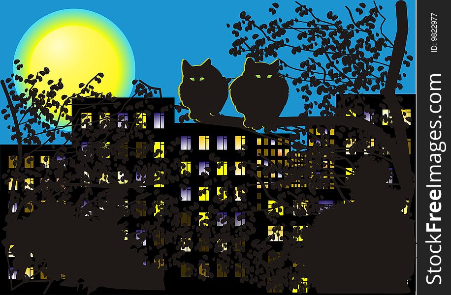 Night cats