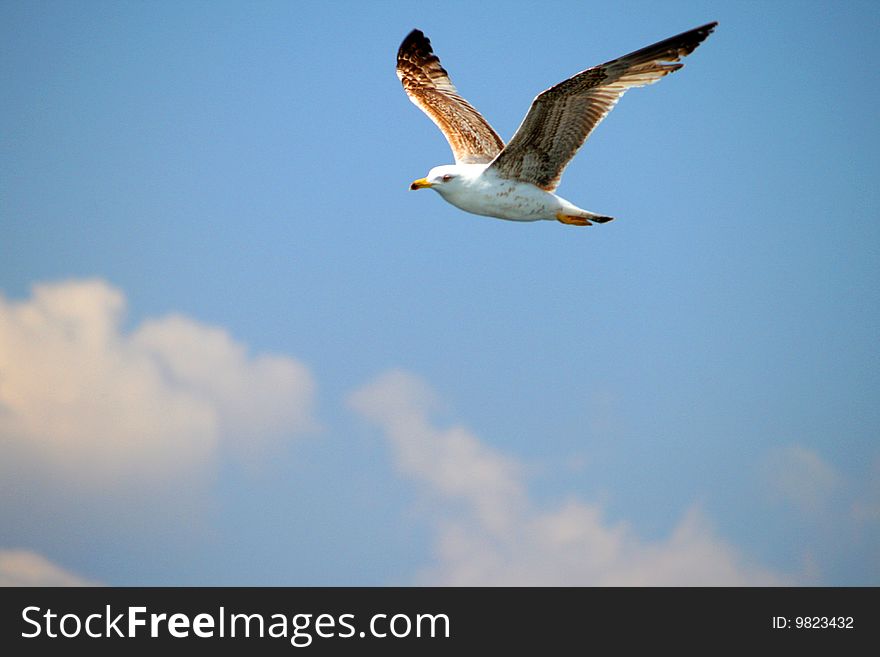 Flying seagull