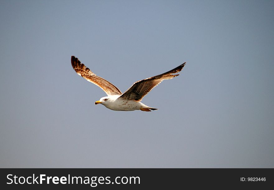 Flying seagull