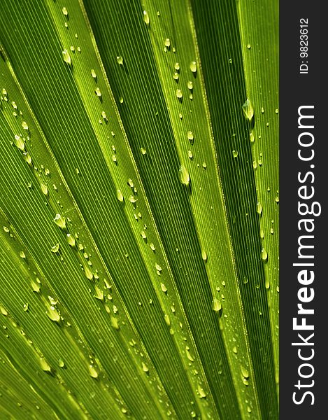 Radiant pattern of green palm leaf