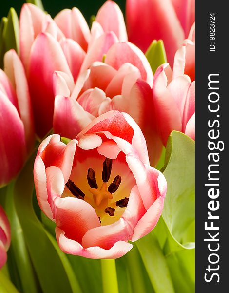 Bunch of pink tulips close