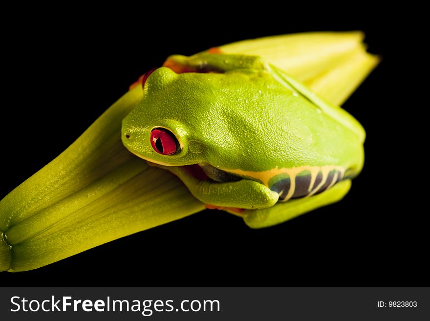 Frog On Branch