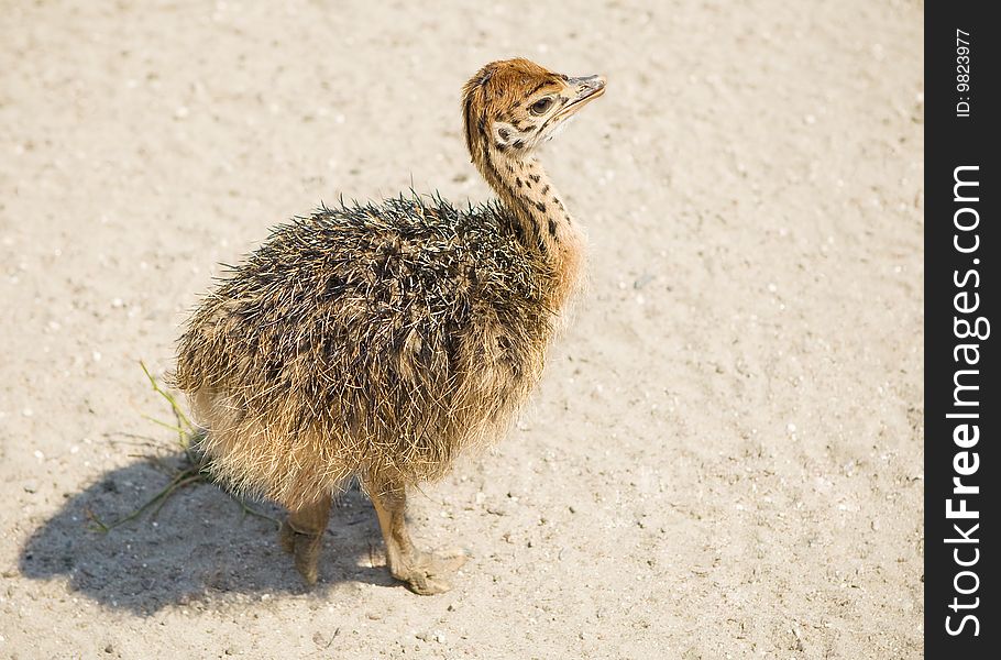 Little ostrich on a farm. Little ostrich on a farm