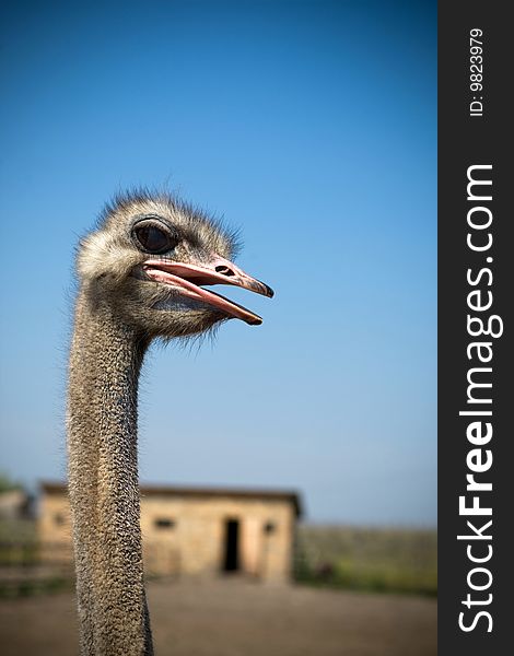 Head of ostrich on a background a farm