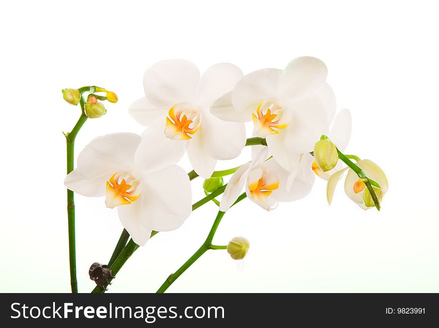 White Orchid isolated on white background