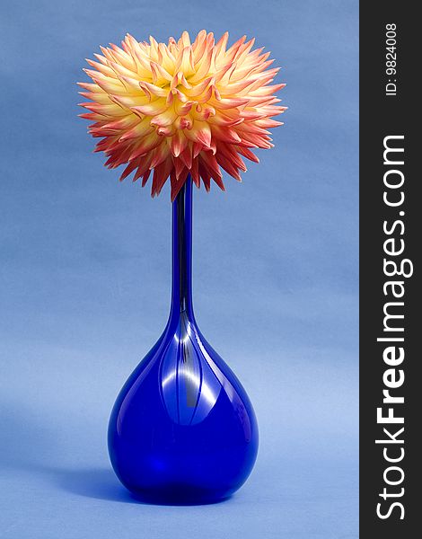 Close-up view of of a Dahlia with yellow and orange petals in a blue vase on a blue background. Close-up view of of a Dahlia with yellow and orange petals in a blue vase on a blue background