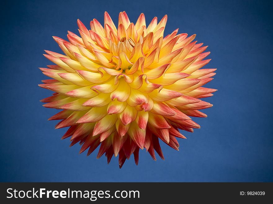 Close-up view of of a Dahlia with yellow and orange petals   on a blue background. Close-up view of of a Dahlia with yellow and orange petals   on a blue background