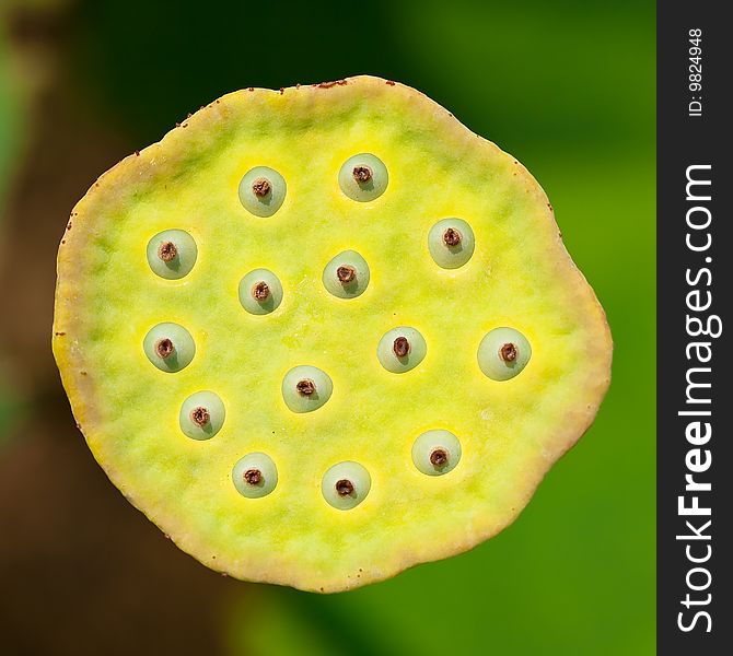 Top view of a lotus fruit.