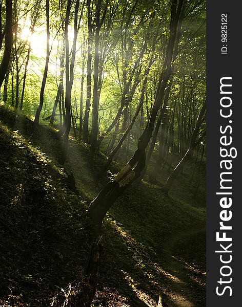 Sun beams in dark forest