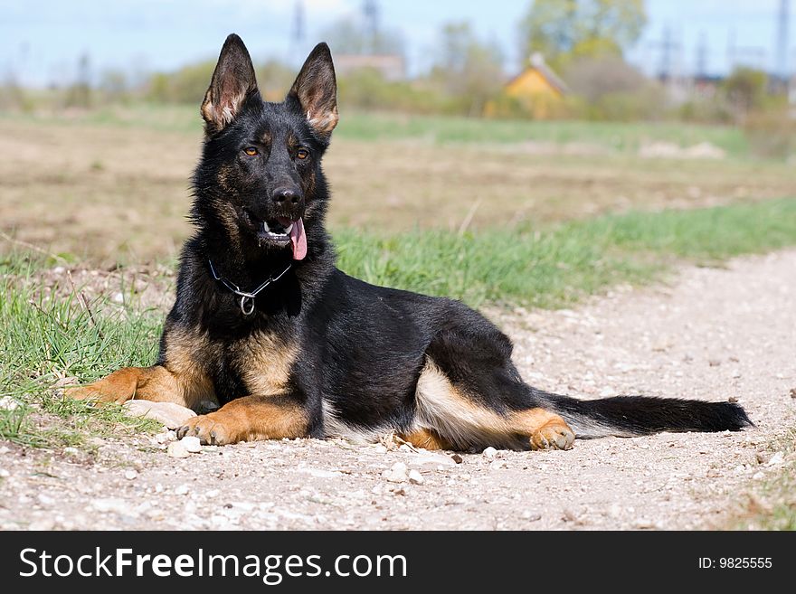 Young german sheepdog laying on the country road