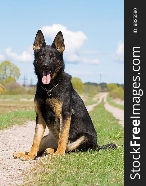 Young german sheepdog sitting on the country road