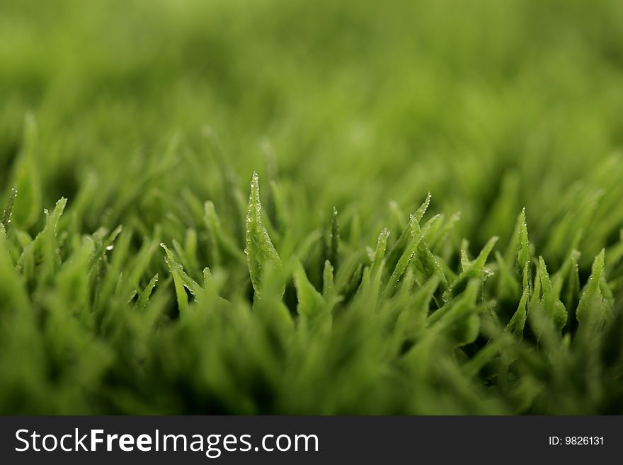 Closeup of green grass with water drops