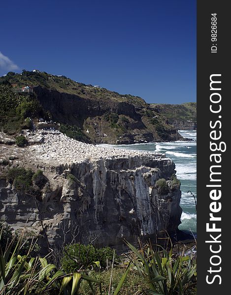 Gannet colony on New Zealand's west coast