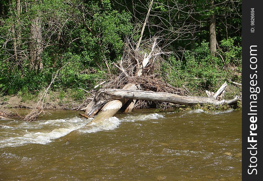 Fallen tree at Whitemans Creek. Fallen tree at Whitemans Creek