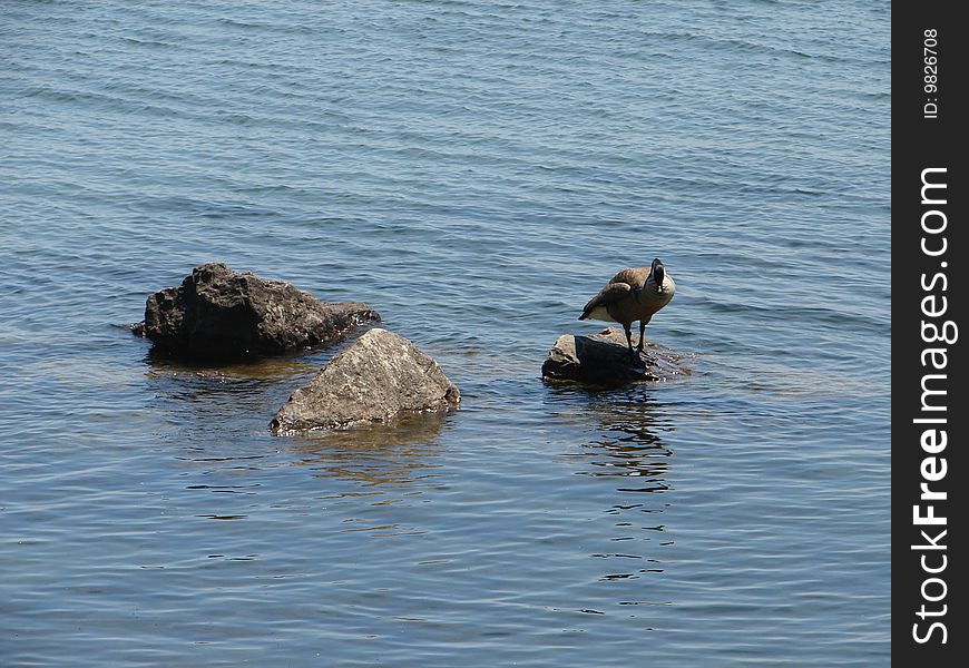 Canadian Goose resting on a rock at Lake Ontario