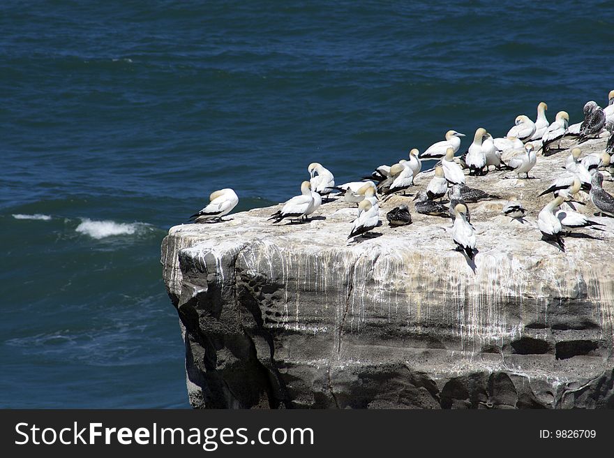 Gannet colony on New Zealand's west coast