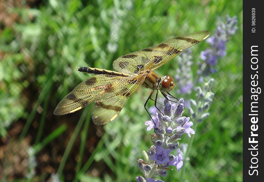 Dragonfly landing on a Lavender plant