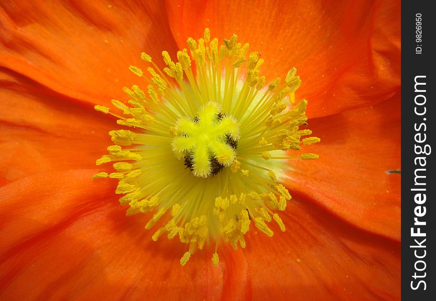 Center of an Orange Poppy Flower