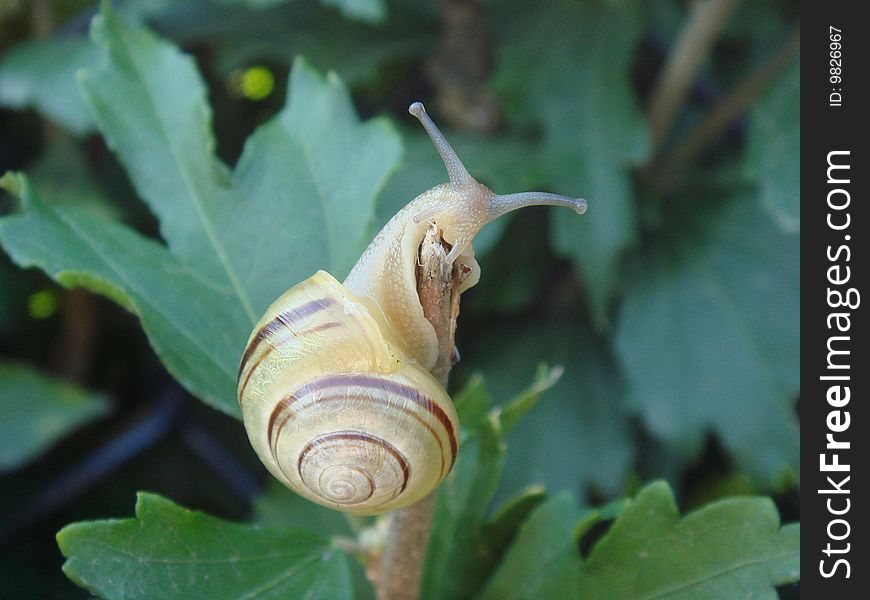 Snail crawling out of its shell