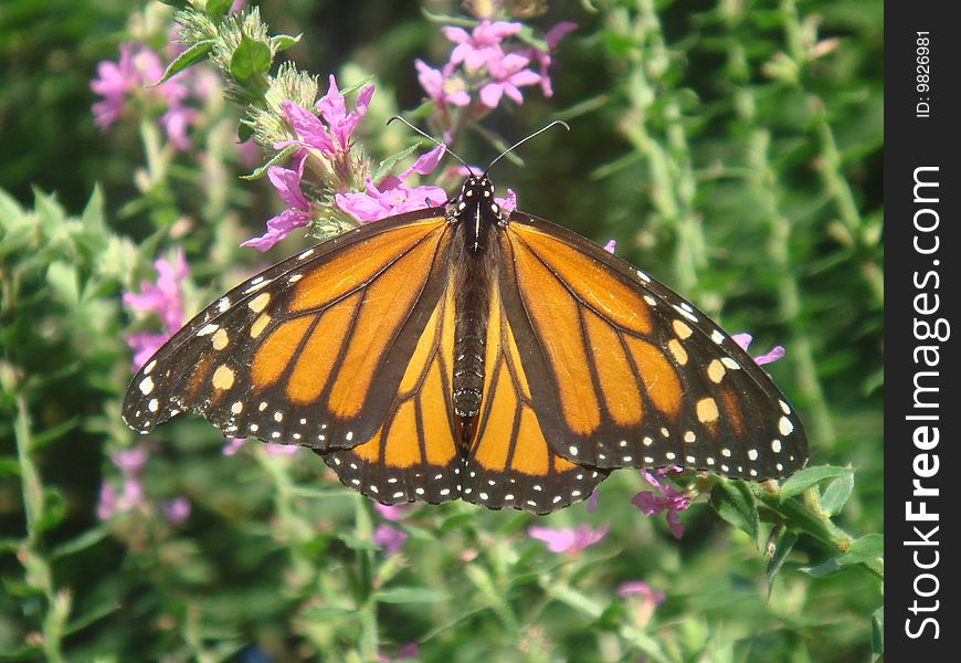 Monarch Butterfly on a Butterfly Bush