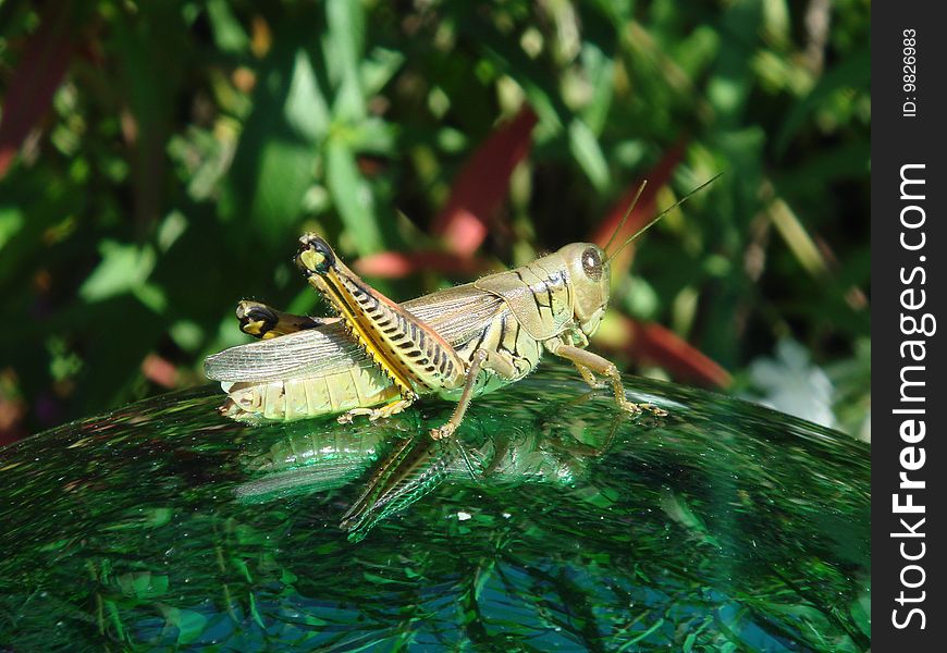 Green Grasshopper on a gazing ball