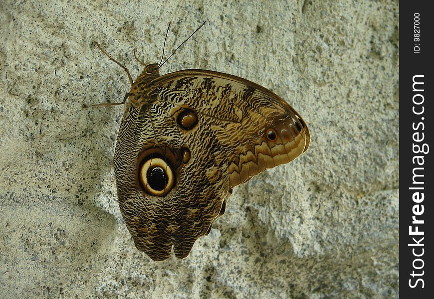 Golden Eye Butterfly on a large rock at a butterfly sanctuary