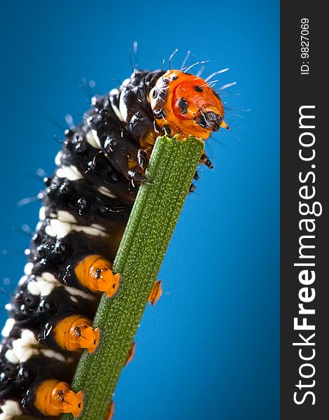 Macro shot of a black and orange caterpillar climbing on and munching a piece of grass. Macro shot of a black and orange caterpillar climbing on and munching a piece of grass.