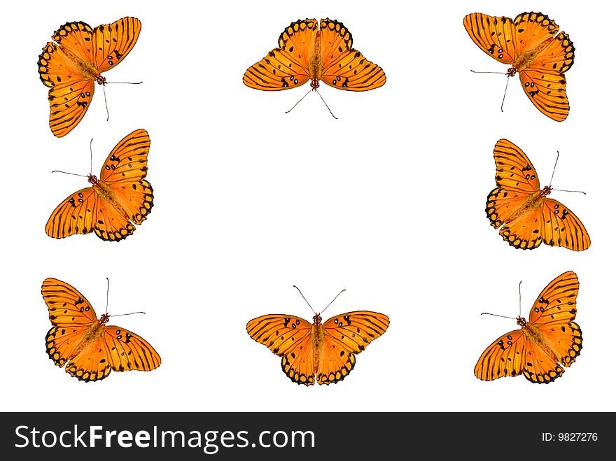 A white background with a border of Gulf Fritillary Butterflies, isolated on white, with copy space in the center. A white background with a border of Gulf Fritillary Butterflies, isolated on white, with copy space in the center