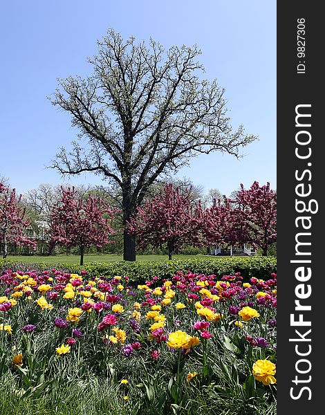 Spring in a suburban park with blooming trees and flowers. Spring in a suburban park with blooming trees and flowers