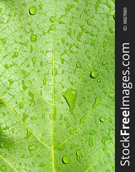 Water Drops on Green Plant Leaf