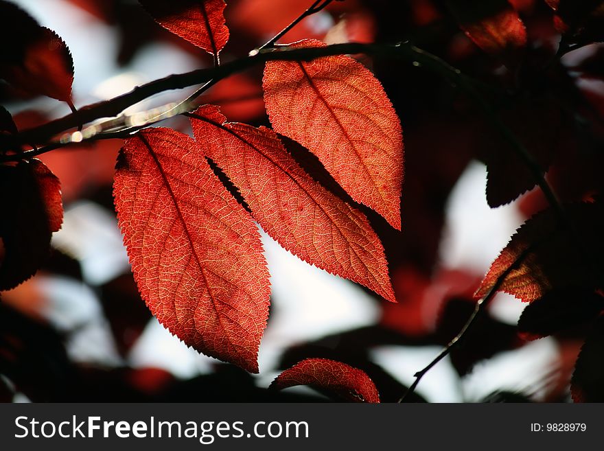 Leaves of a red sweet cherry in the early autumn, when other flora still green. Leaves of a red sweet cherry in the early autumn, when other flora still green