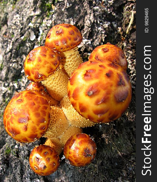 False honey agarics (very poisonous) grow on a stub