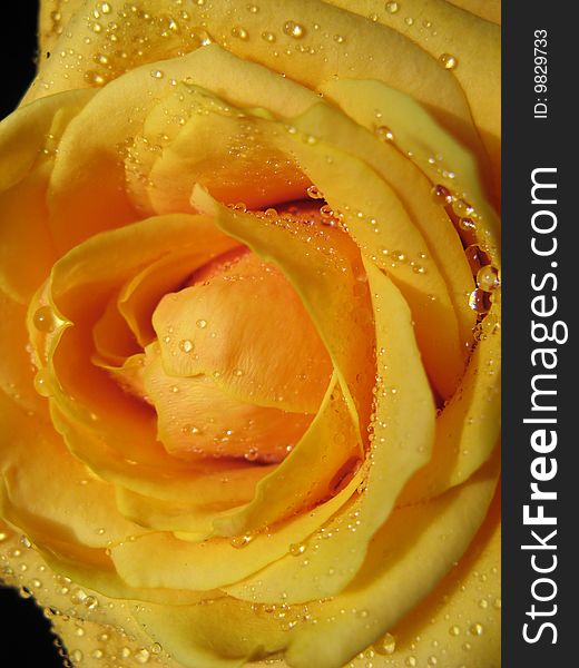 Macro view of beautiful rose. With drops on delicate petals. Macro view of beautiful rose. With drops on delicate petals