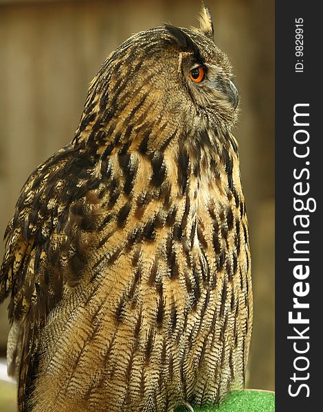 Close-up shot of a night owl