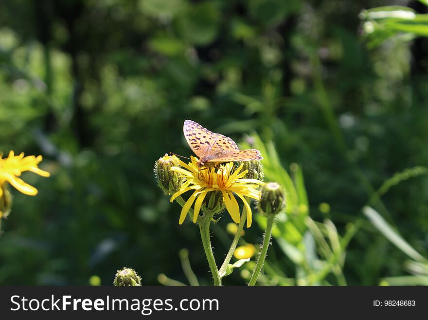 Bright butterfly sitting on a yellow flower in sunny day summer with open wings on green natural background. Wild nature of Siberia. Bright butterfly sitting on a yellow flower in sunny day summer with open wings on green natural background. Wild nature of Siberia.