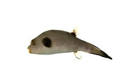 Immaculate Pufferfish Stock Images Immaculate Pufferfish Stock Images