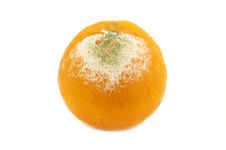 Rotten Orange Royalty Free Stock Image Rotten Orange Royalty Free Stock Image