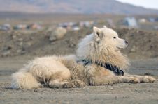 Samoyed Dog Royalty Free Stock Images Samoyed Dog Royalty Free Stock Images