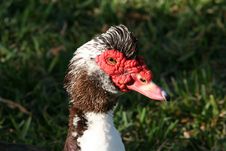 Muscovy Duck Royalty Free Stock Photography