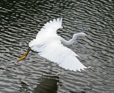 Snowy Egret Royalty Free Stock Photography