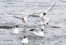 Black-Headed Gulls Royalty Free Stock Image Black-Headed Gulls Royalty Free Stock Image