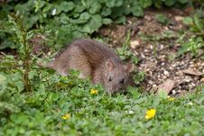 Wild Brown Rat Stock Image Wild Brown Rat Stock Image
